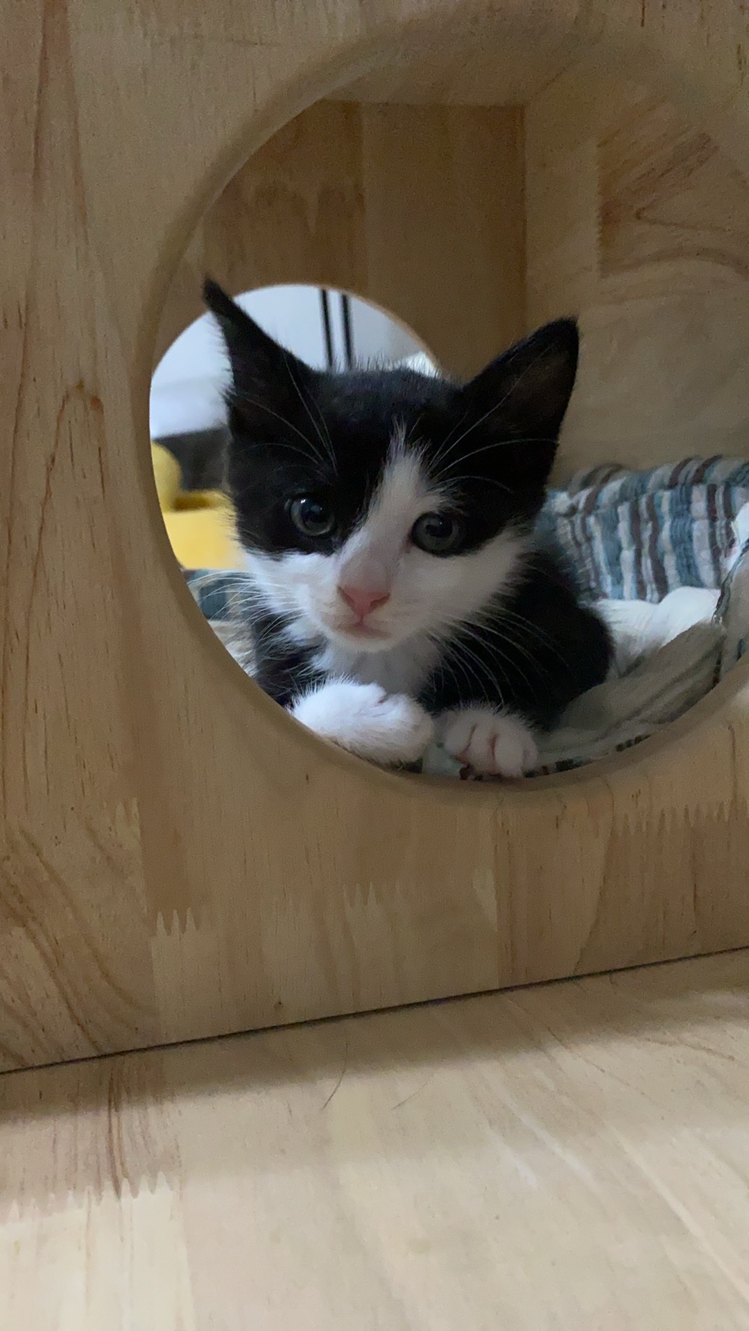 我之前先后领养了一个奶牛猫和橘猫,因为奶牛猫特别聪明可爱,所以就