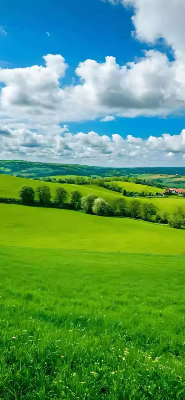 绿色系风景手机壁纸,漫步在绿色的海洋中,感受大自然的和煦与温暖