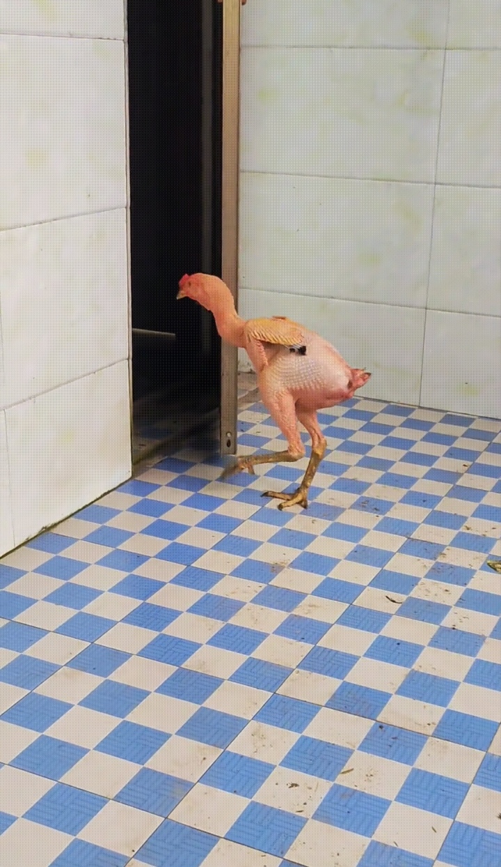 近日,一男子分享了自家养的鸡,由于夏天天气太热,这只鸡的毛都掉完了