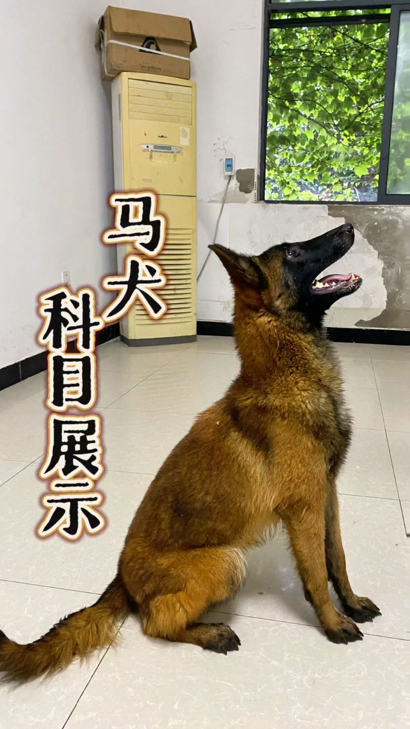 国外老血马犬图片大全图片