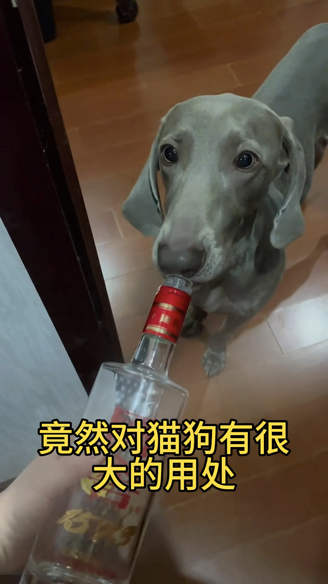 一只狗一瓶酒的图片图片