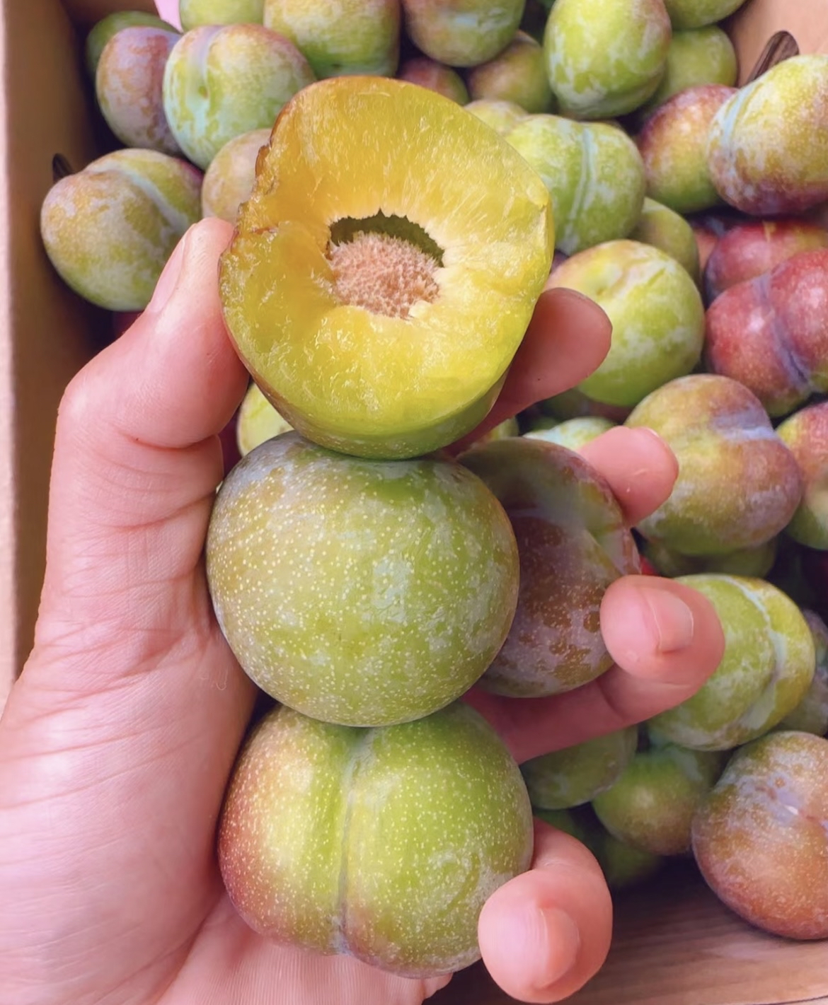 四川眉山的半边红李子,一斤最低6元就可以买到,要知道,在超市最低