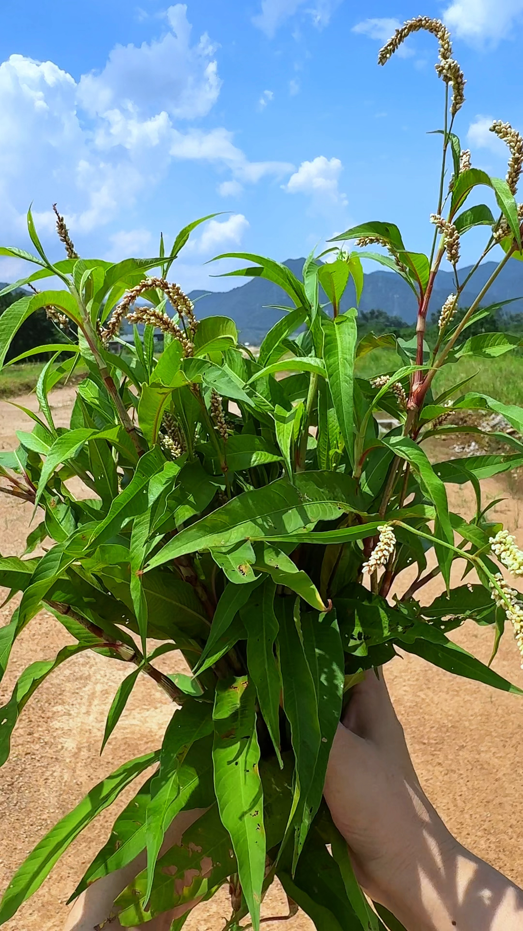 醉鱼草的药用功效图片