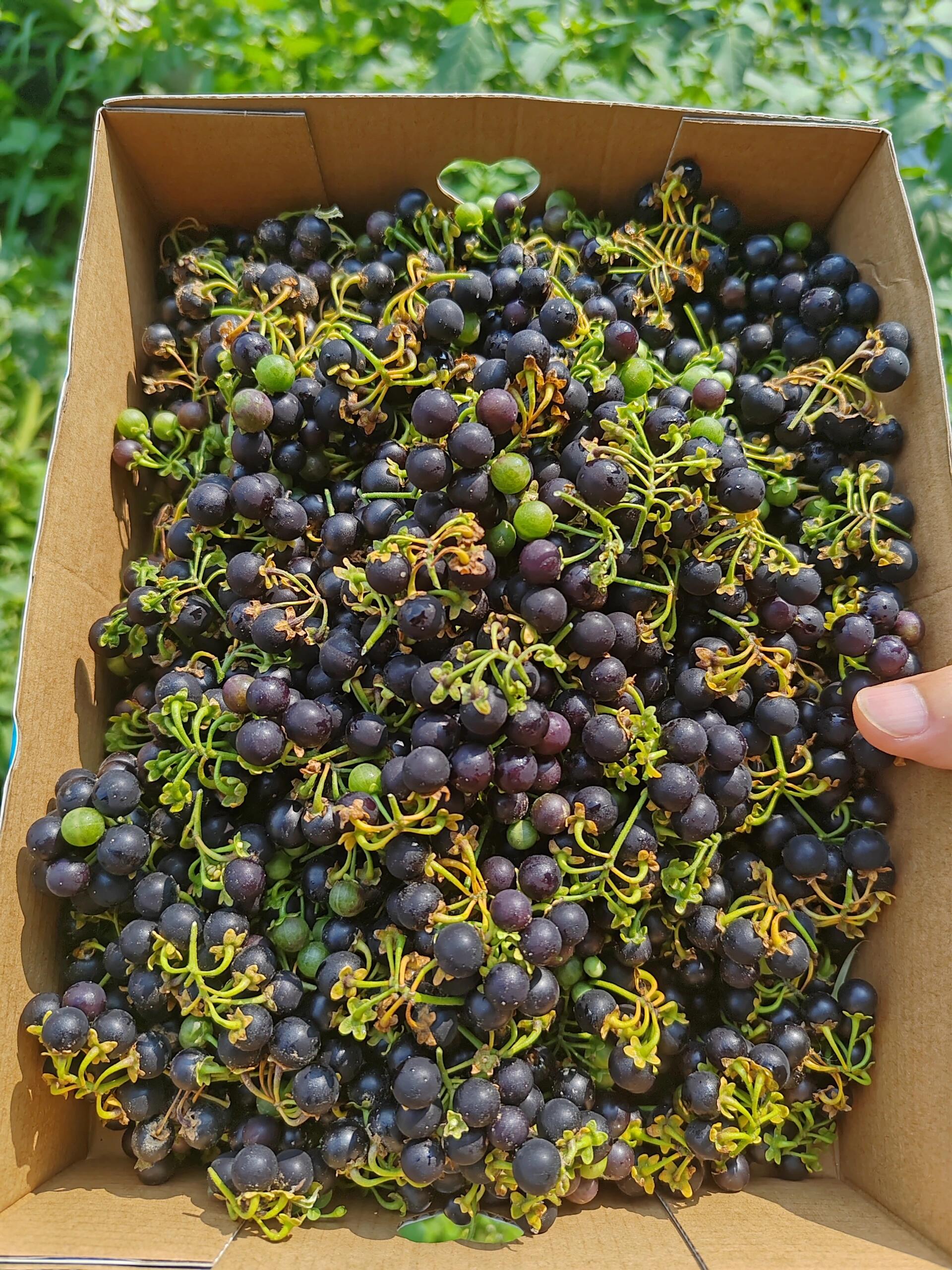 不服的出来遛一遛!就问你这葡萄好不好吃吧!