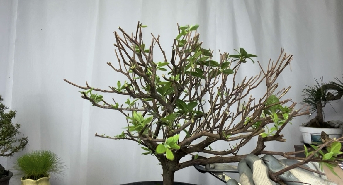 杜鹃花后怎样修剪?不同造型修剪的方法也不同,赶紧看看