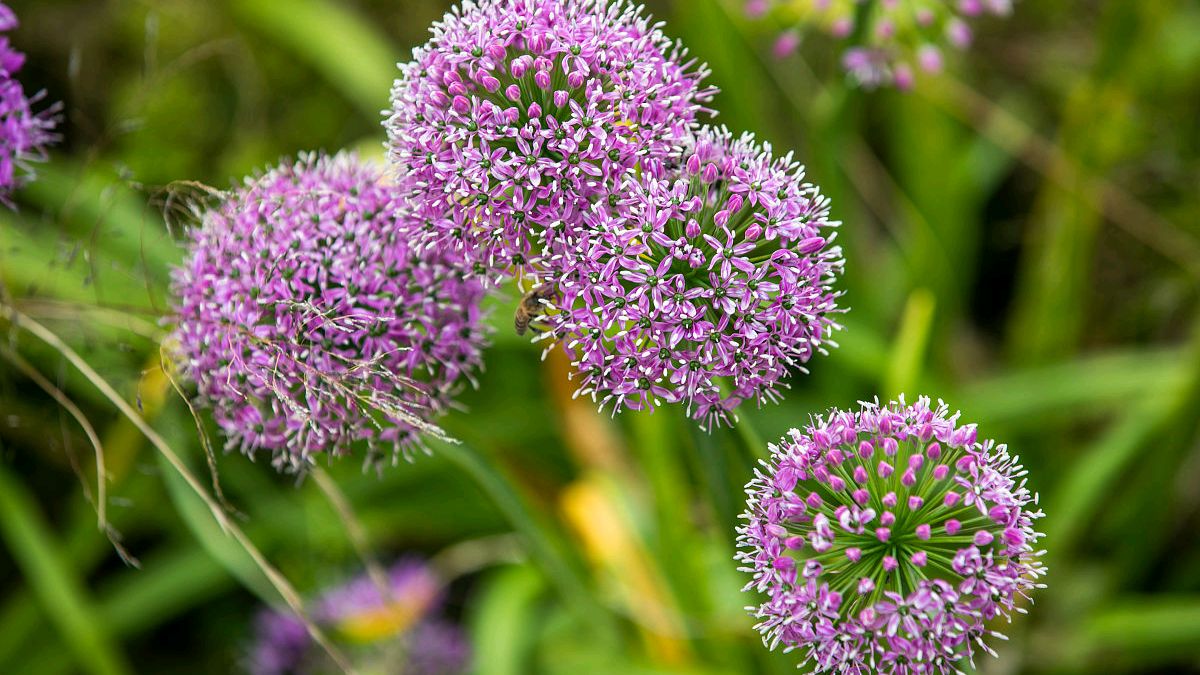 韭菜花的营养价值