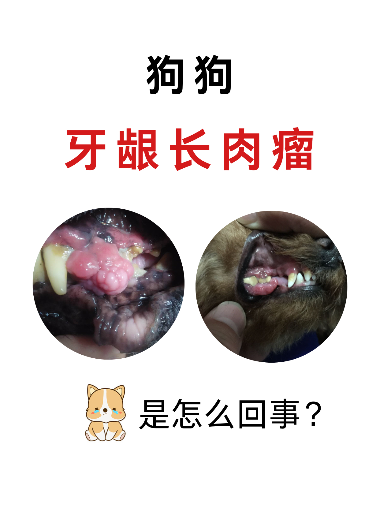 狗狗牙龈长肉瘤,是怎么回事?