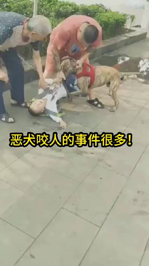 长沙恶犬伤人 如何保家护己?