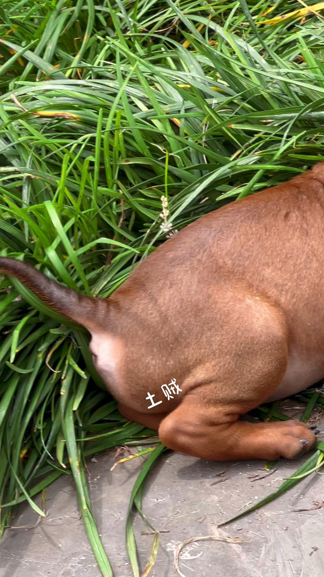 甘肃本地犬种图片