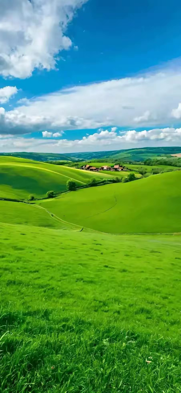 绿色系风景手机壁纸,漫步在绿色的海洋中,感受大自然的和煦与温暖