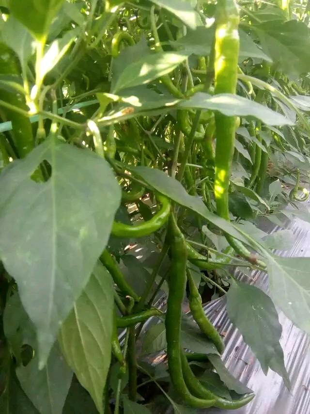 甜辣椒病害及防治方法
