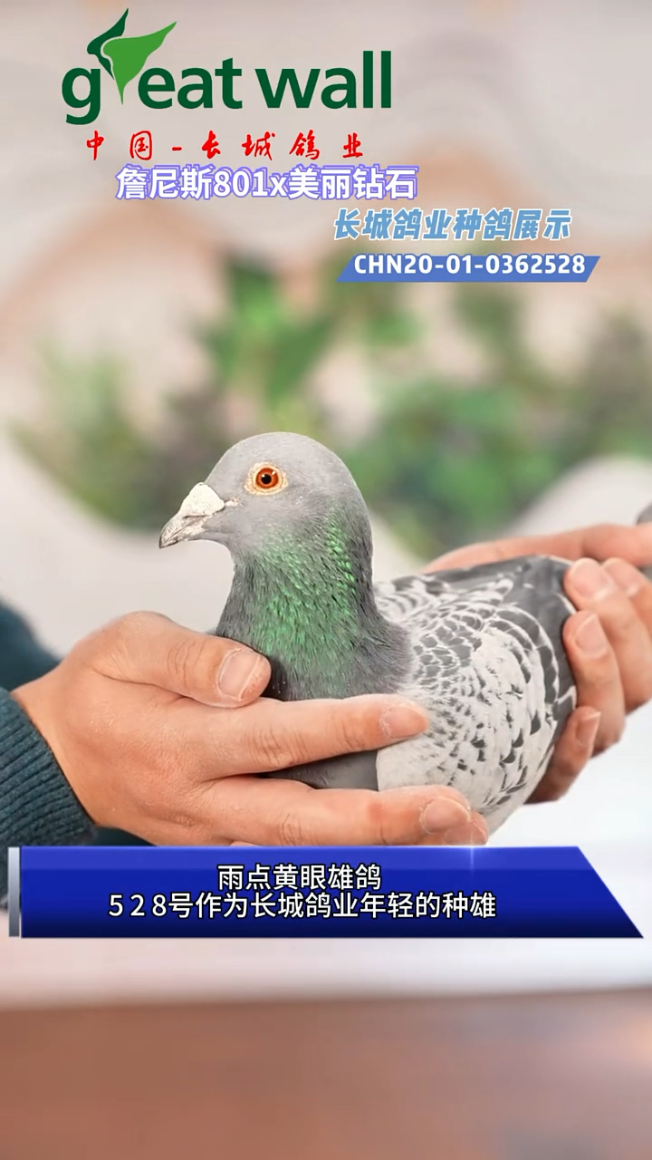 长城鸽业当家种鸽:"美丽钻石"直子"528号"