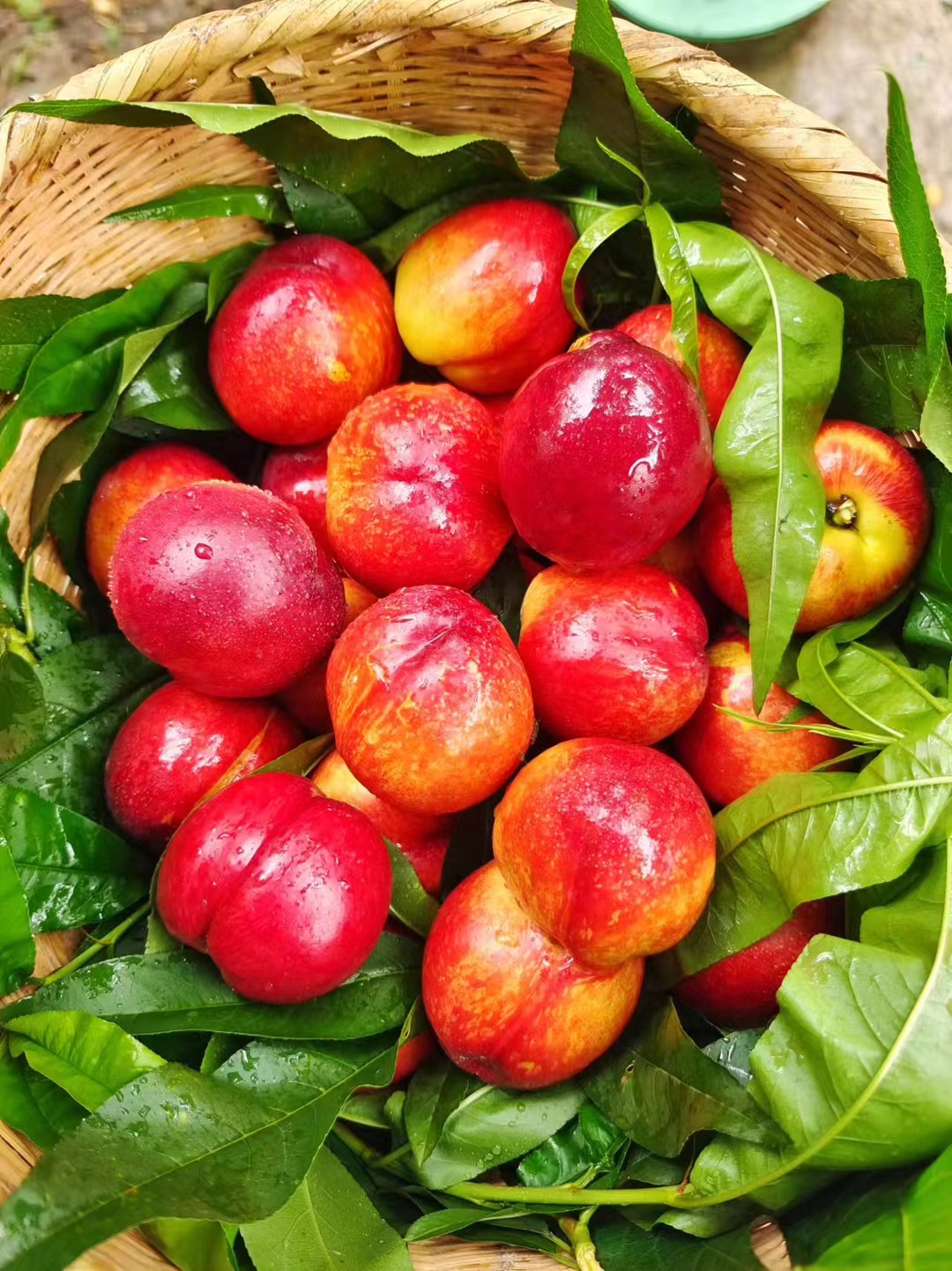 **产量过剩**:近年来,油桃种植面积可能不断扩大,产量持续增加,而