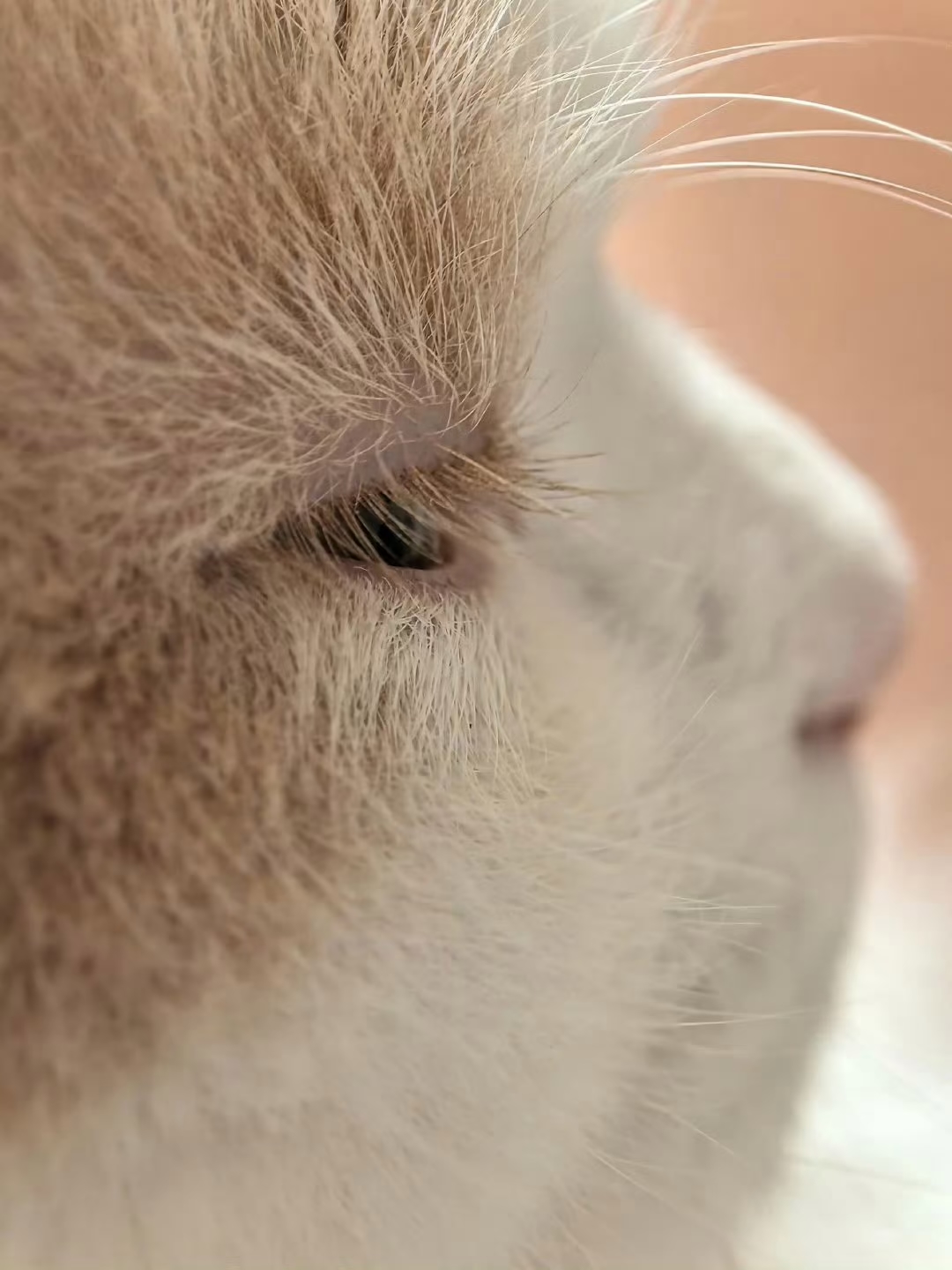 这睫毛给小猫狠狠加分让小侧脸充满活力肉嘟嘟的简直萌翻啦
