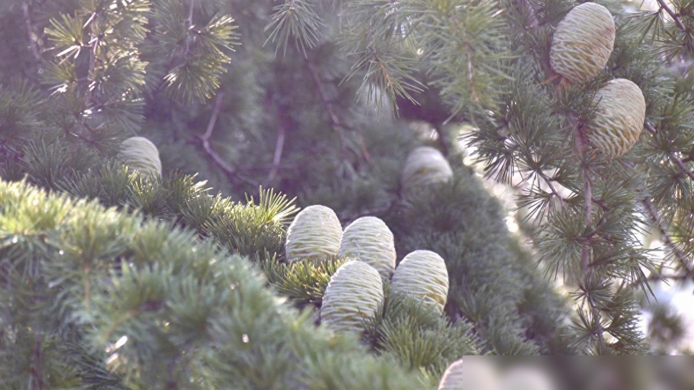 难得一见!武汉新洲3棵30岁雪松结出鹅蛋大的"雪松果"