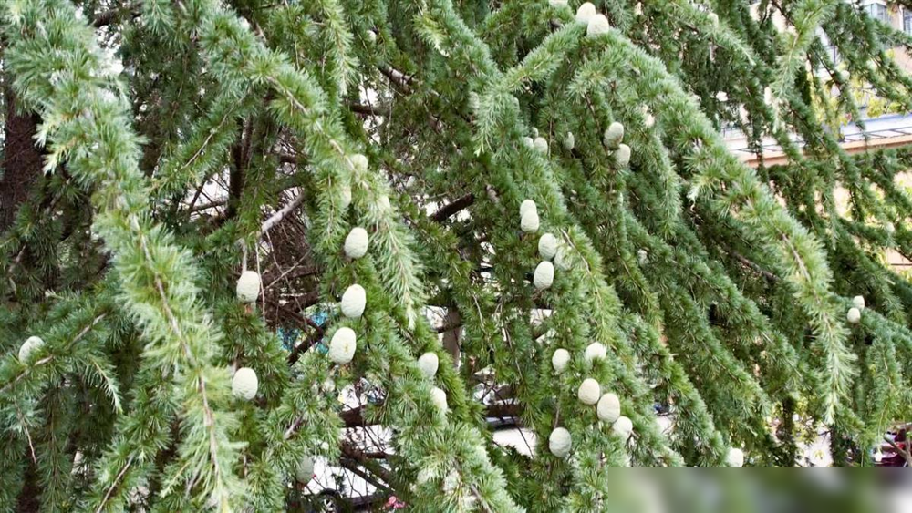 难得一见!武汉新洲3棵30岁雪松结出鹅蛋大的"雪松果"