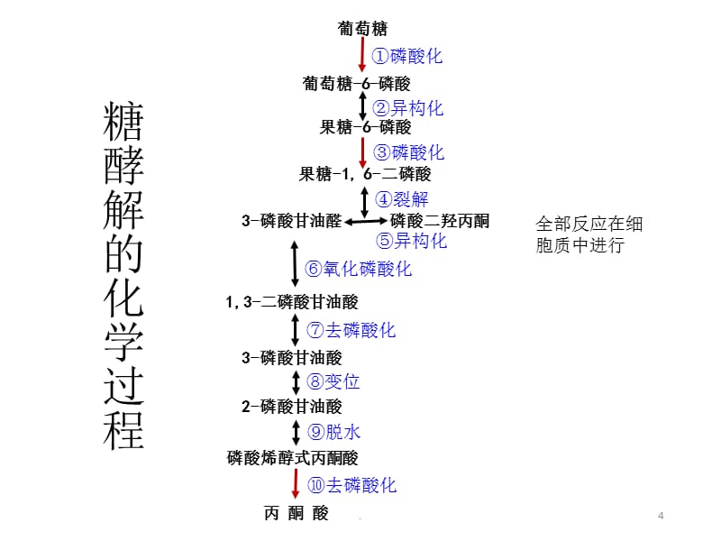 糖酵解图解图片