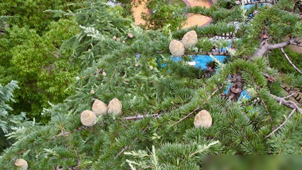 难得一见!武汉新洲3棵30岁雪松结出鹅蛋大的"雪松果"