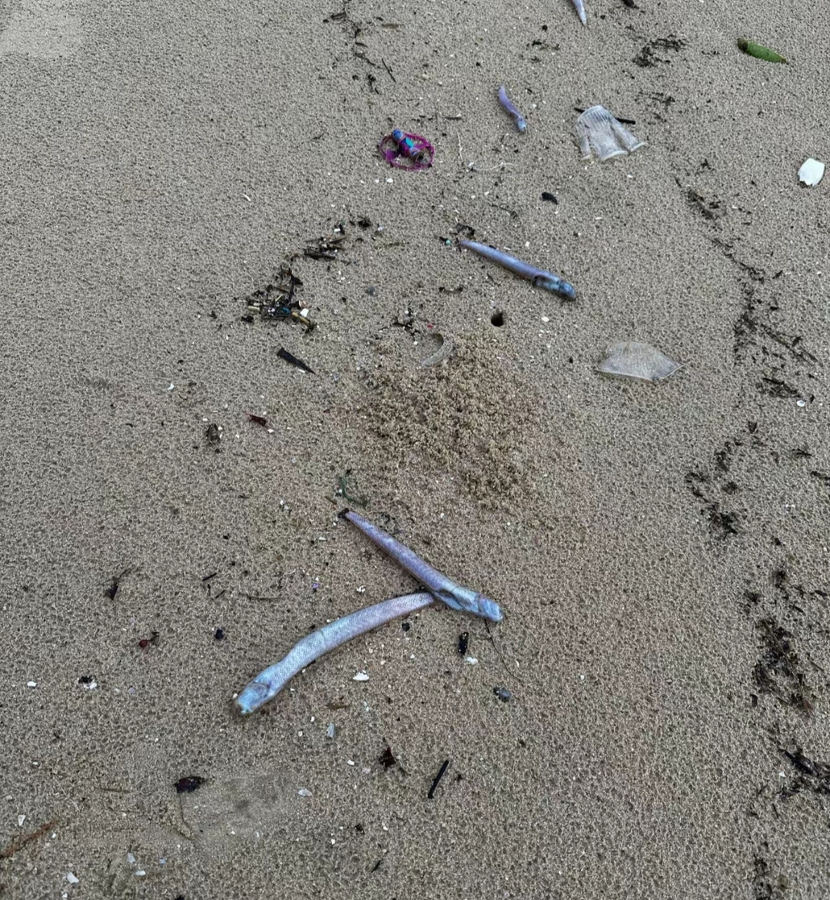 清晨海滩上发现了很多这种鱼,应该是涨潮时搁浅在沙滩上,谁认识这是