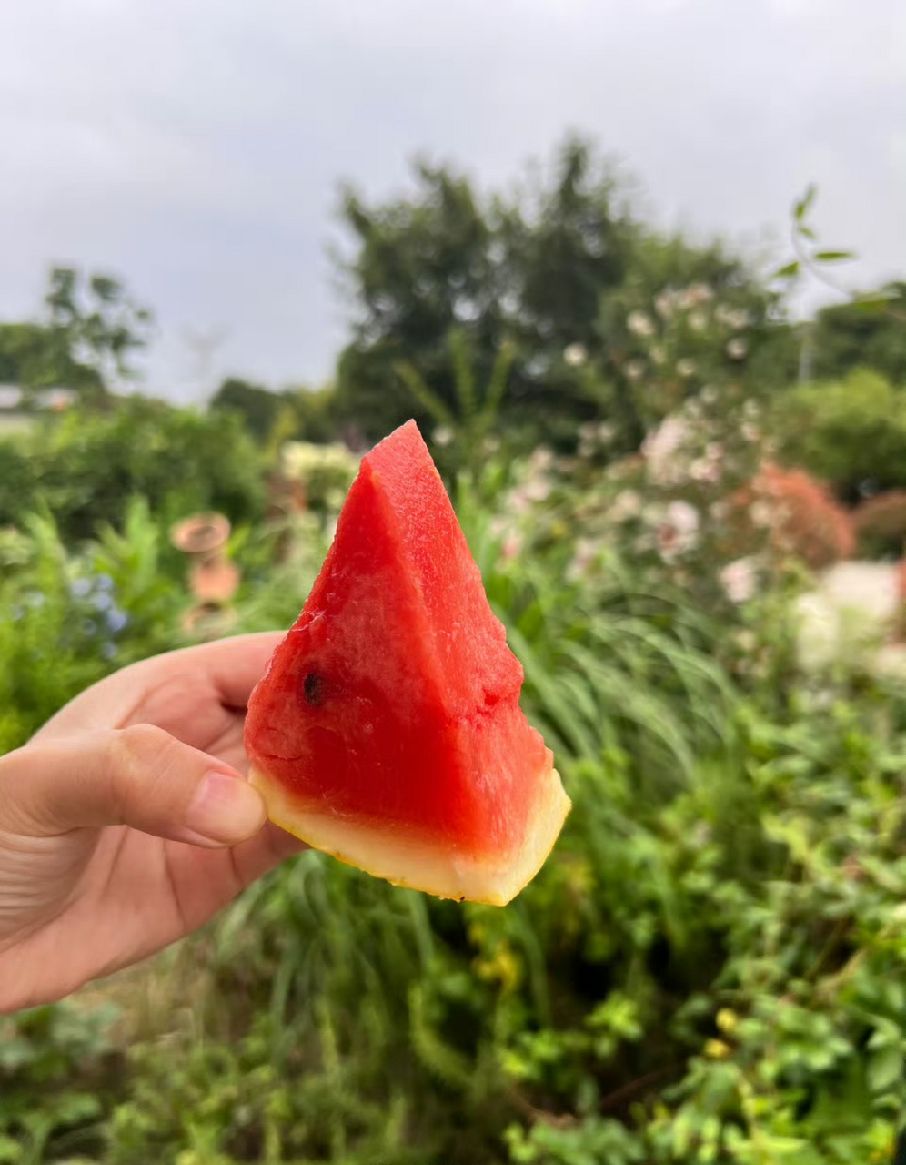 今天尝到一个黄皮红瓤的西瓜,好好吃啊!