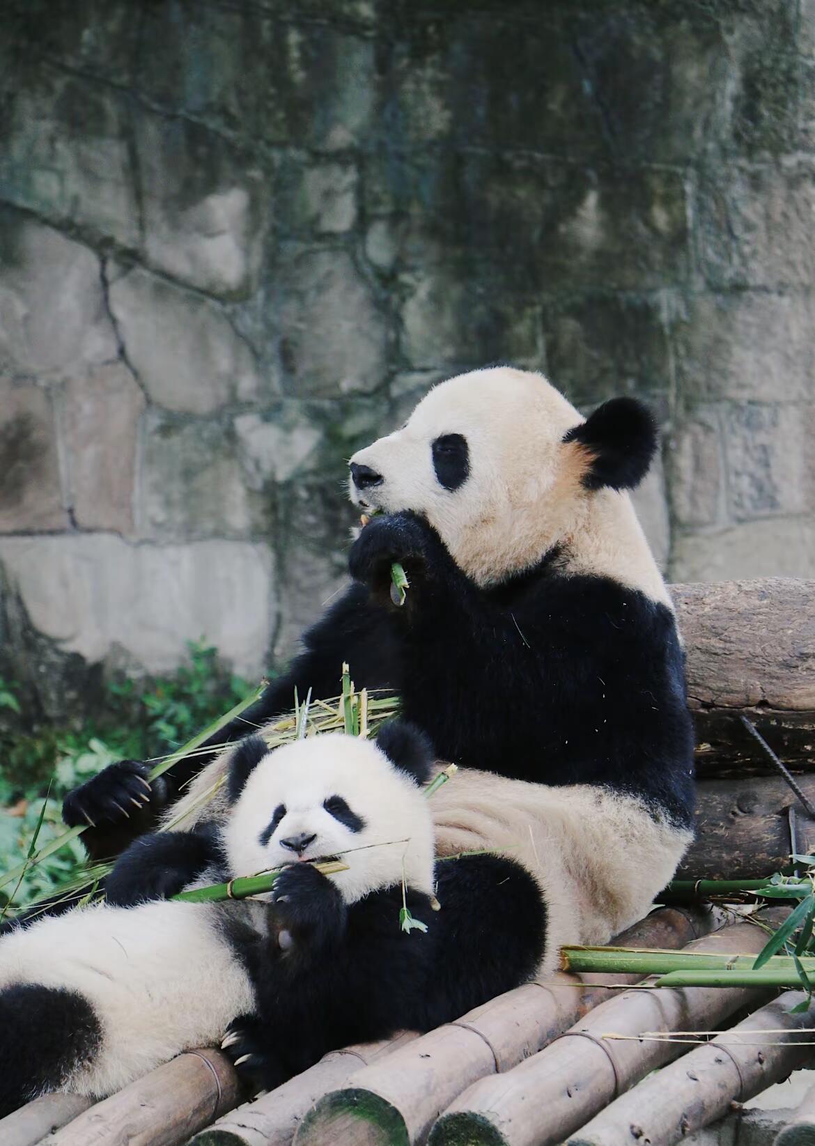 二顺妈妈与双胞胎渝可渝爱在熊猫乐园编织着幸福的三口之家生活