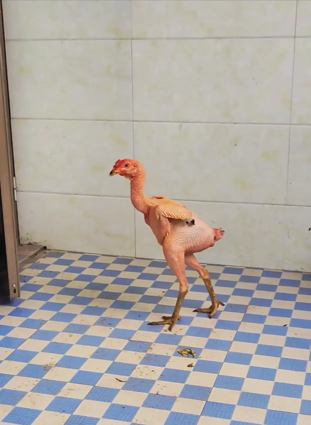 近日,一男子分享了自家养的鸡,由于夏天天气太热,这只鸡的毛都掉完了