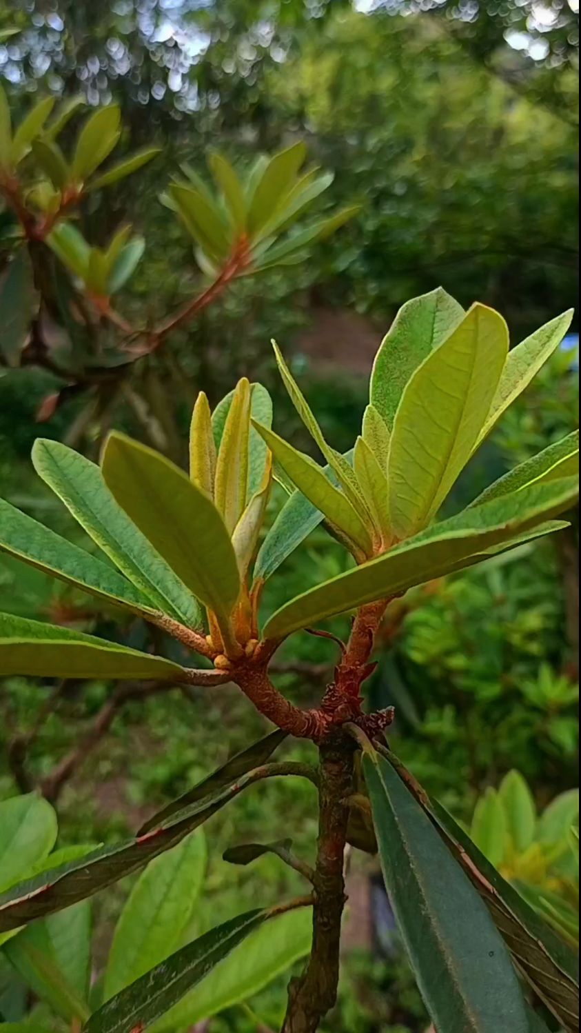 马缨杜鹃马缨花高山杜鹃映山红
