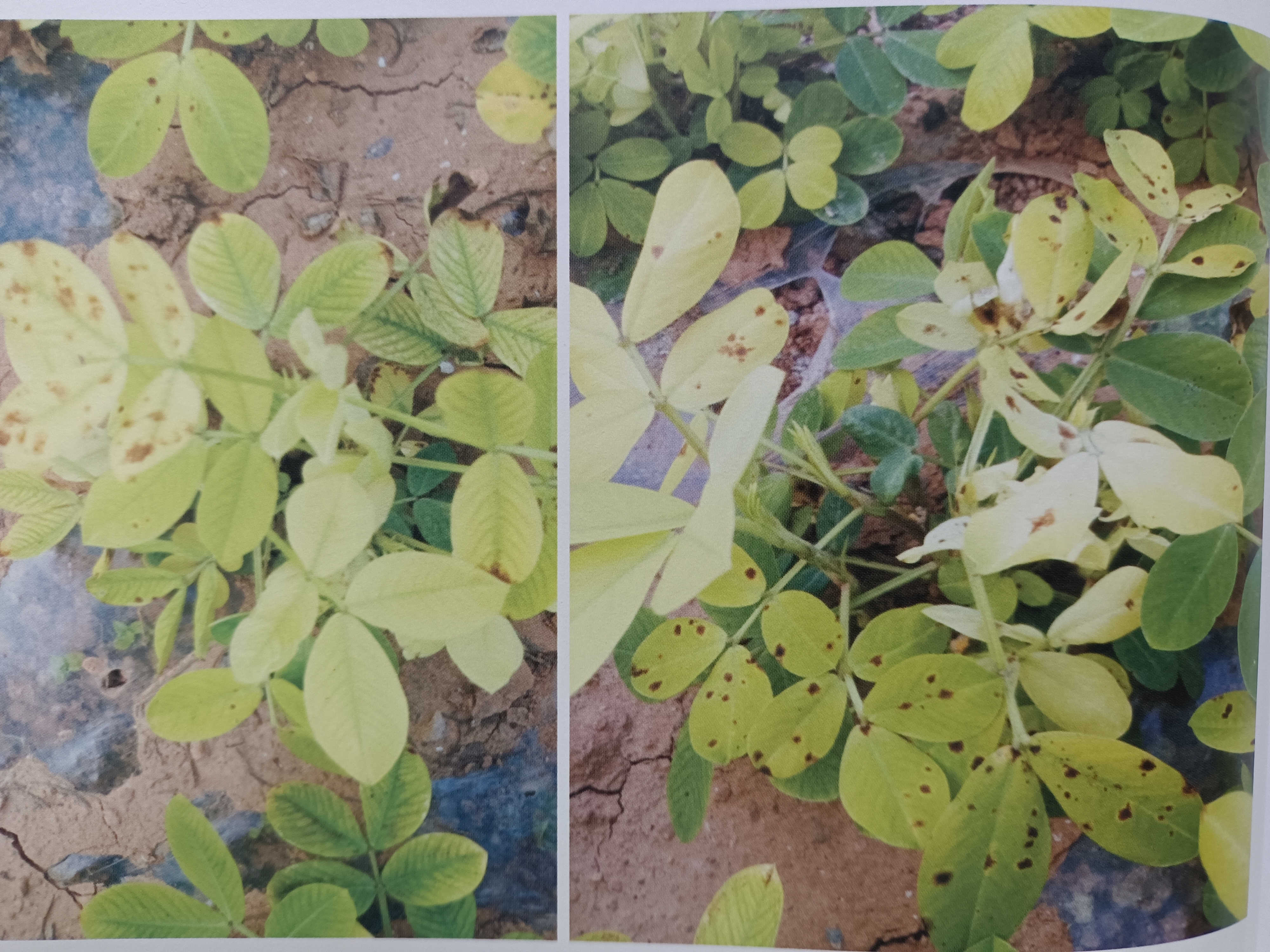 花生雨季缺素症状及补救