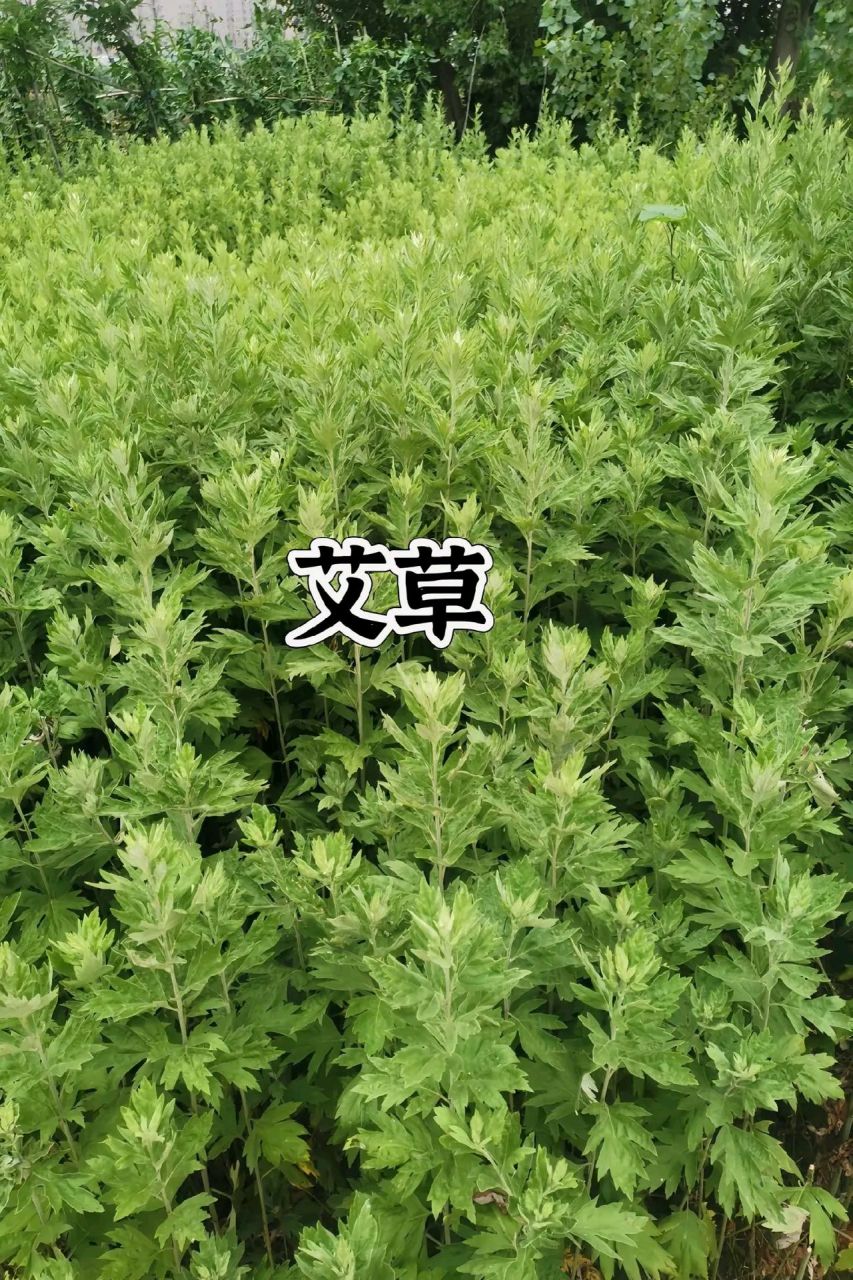 今天摘了几种容易混淆的野草拍照做了对比:艾草比较常用,可以药用