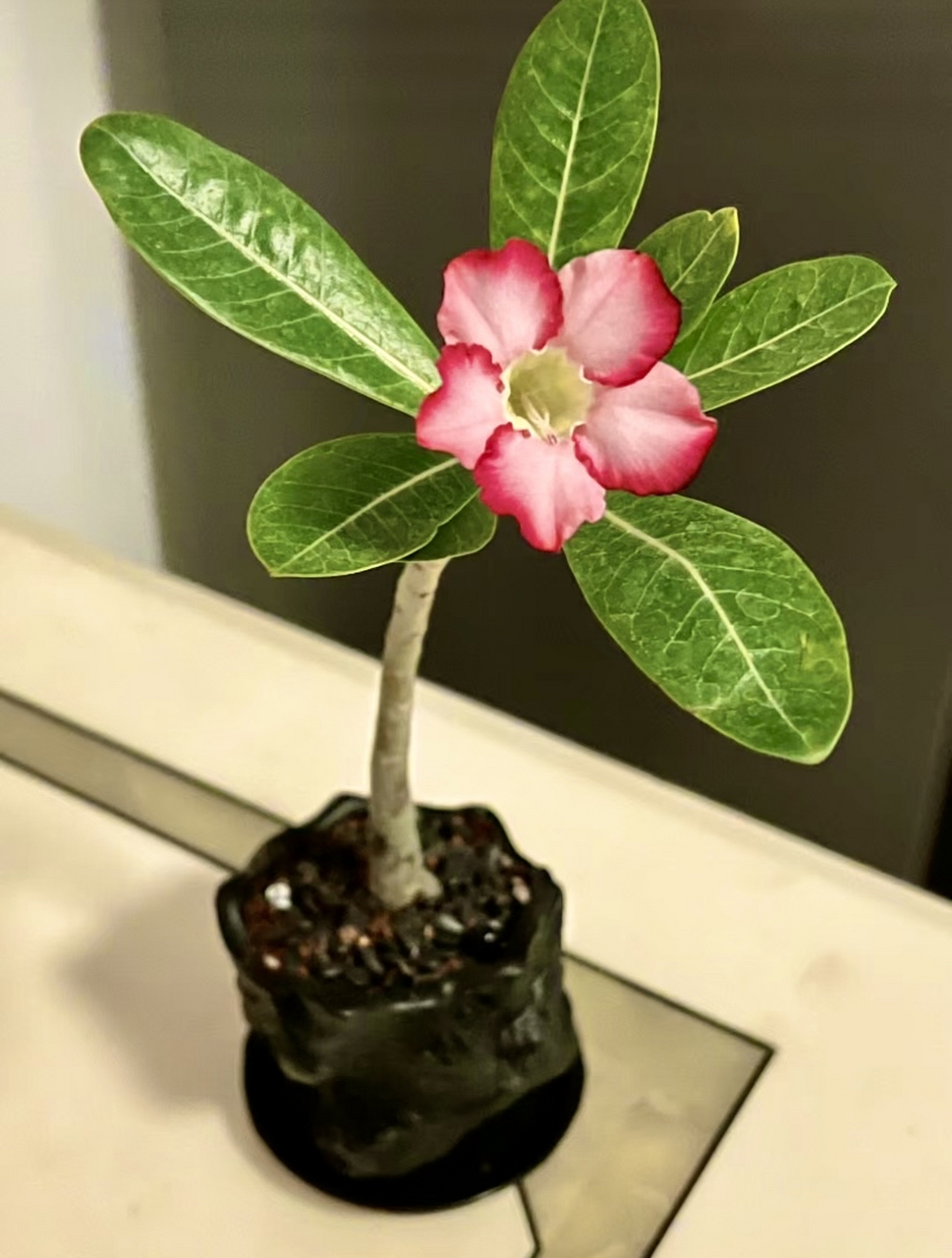 67 沙漠玫瑰开花漂亮,却很好养,只要忍住手少浇水就能活,她超级耐旱