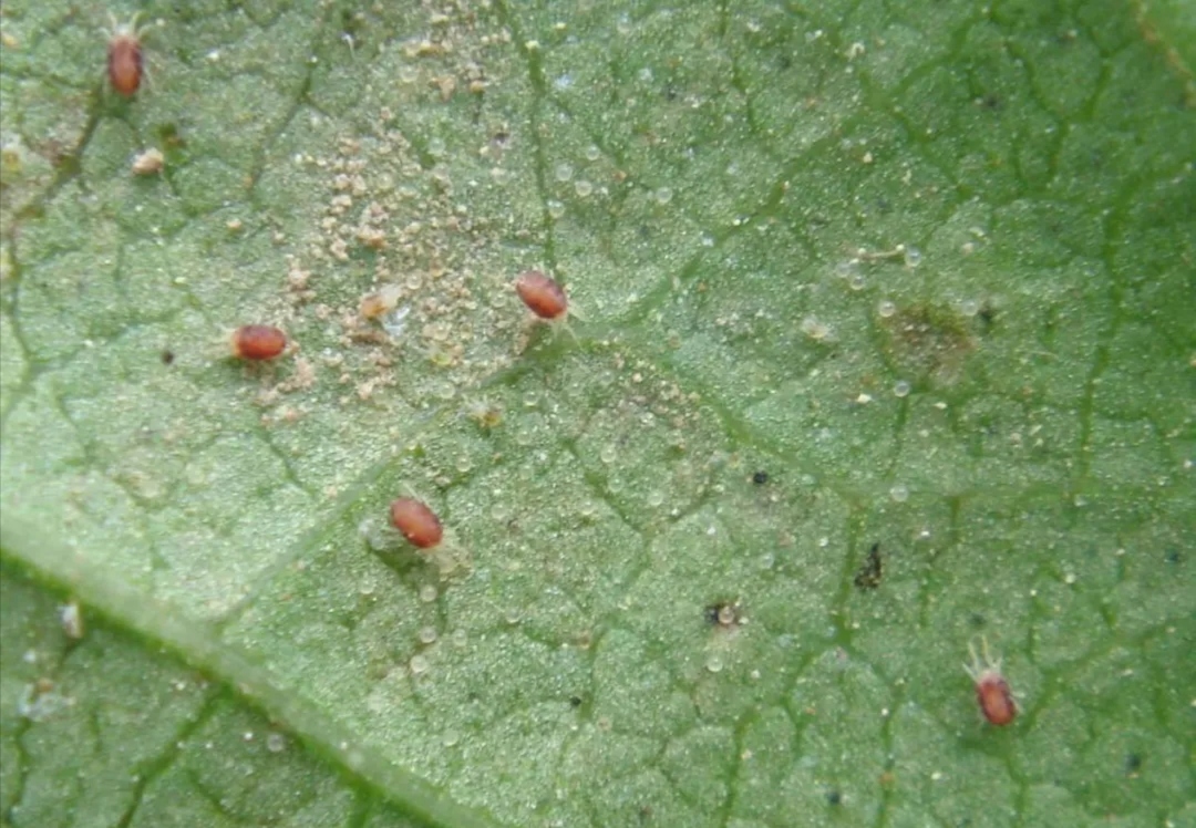 红蜘蛛植物发病图片图片