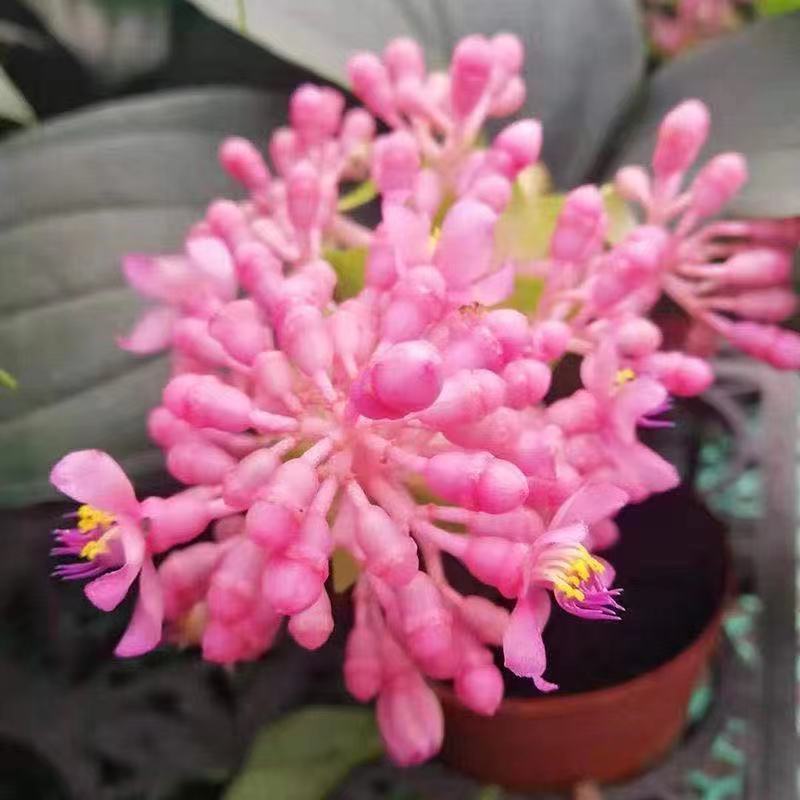 宝莲灯花卉,一种深粉绿植盆栽,是家居装饰赠送亲友礼物首选