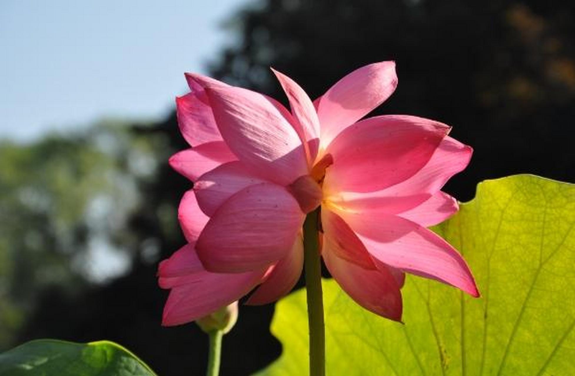 并蒂莲花,见者好运.