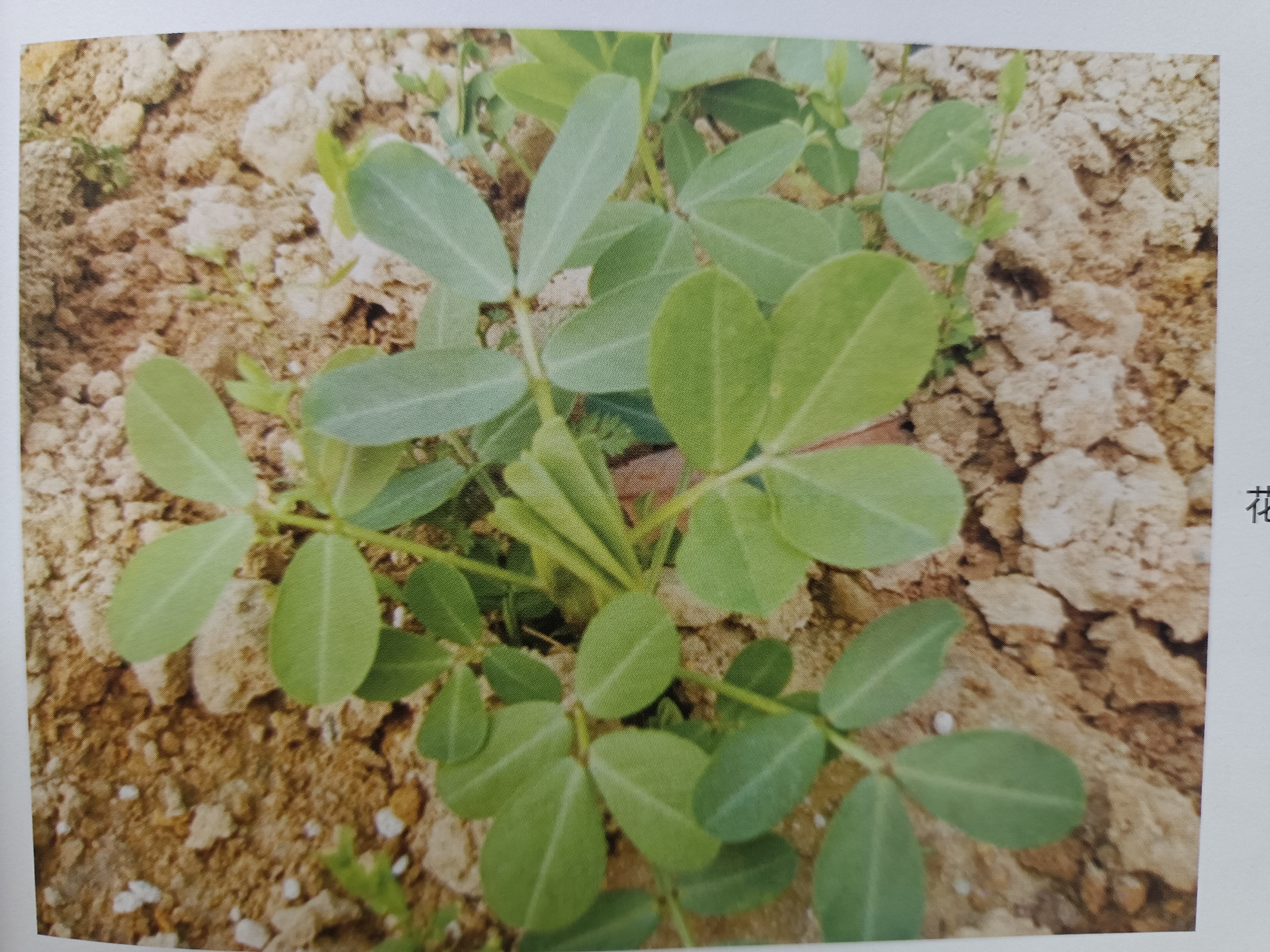 花生雨季缺素症状及补救
