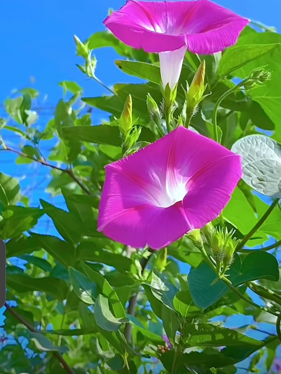 蓝天下的花草图片图片