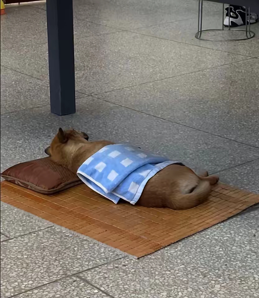 太搞笑了,山西的午睡文化已经不分物种了吗?