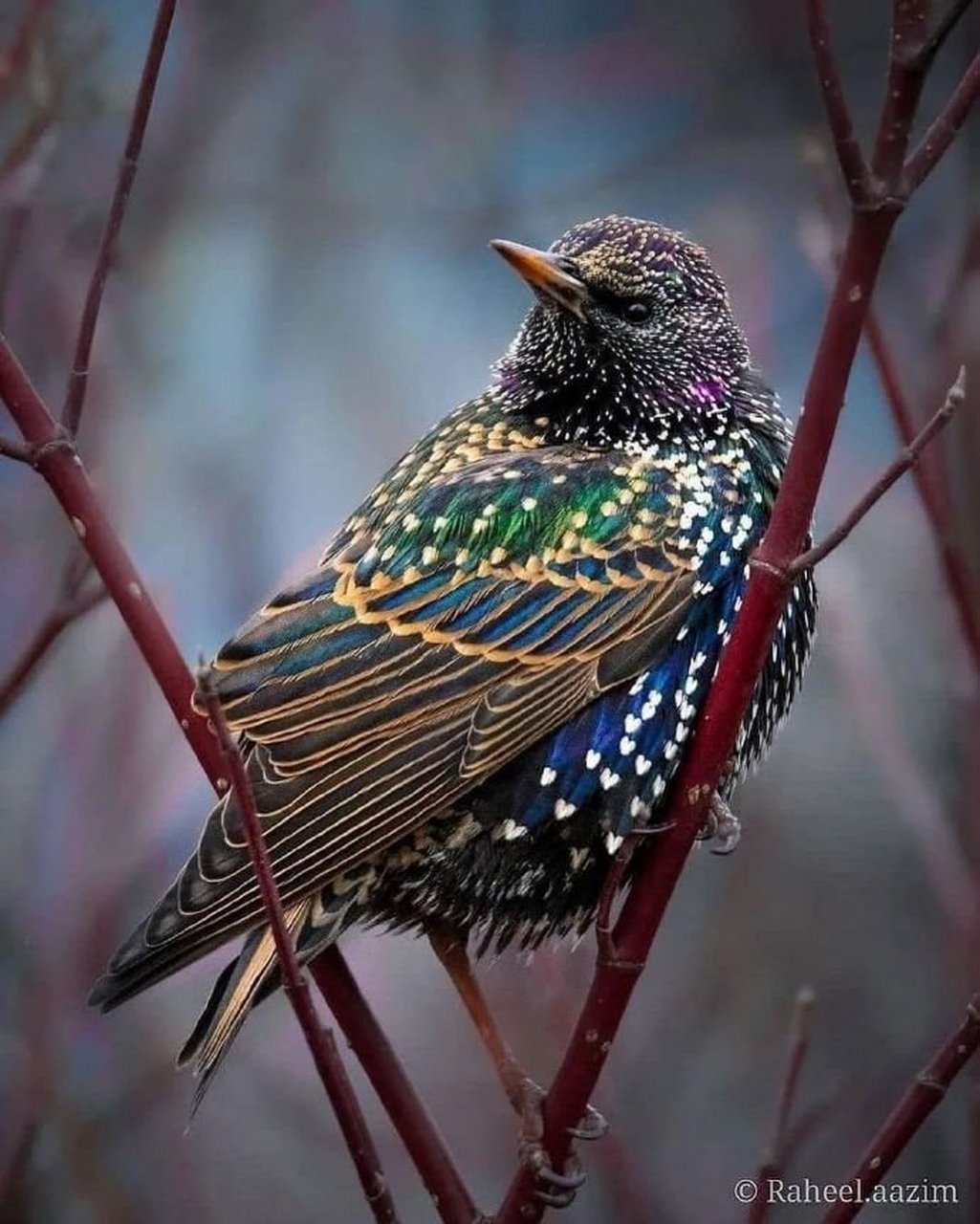 大自然的小精灵太可爱了,好漂亮的鸟 676767
