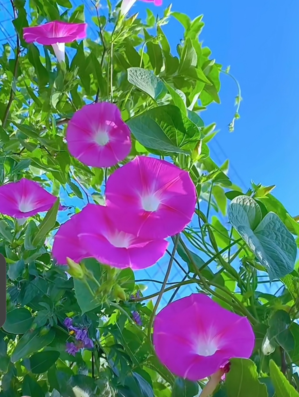 蓝天下的花草图片图片