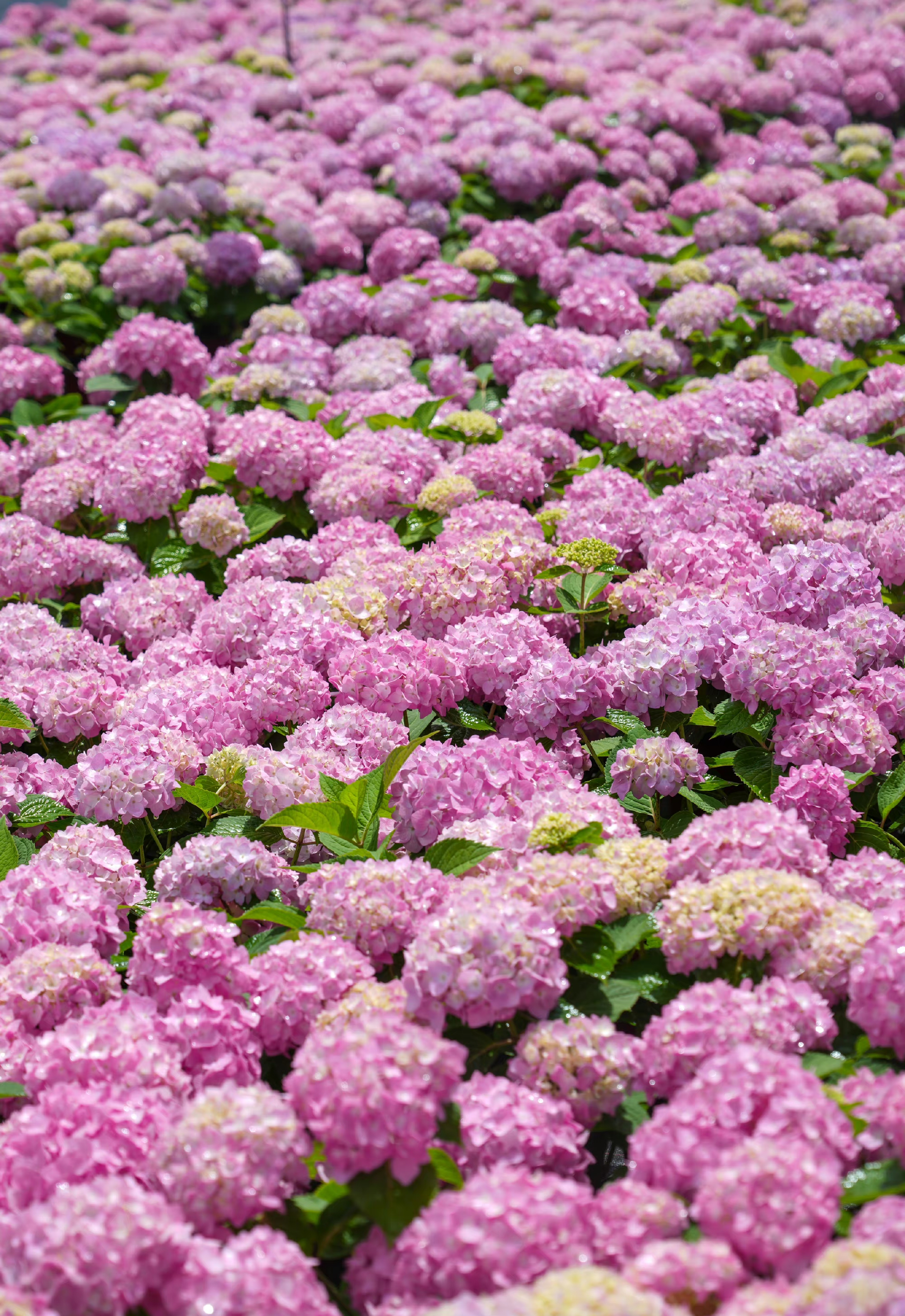 图为大花绣球无尽夏#图文动态同步大赛