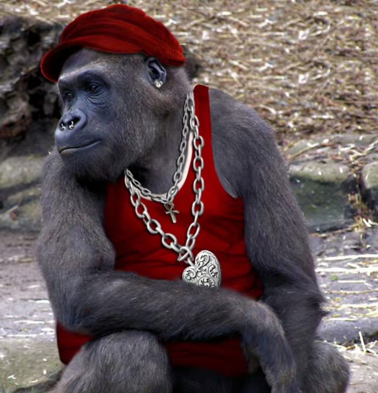 然而,当动物穿上人类的衣服时,这种不同寻常的景象,往往能引发人们