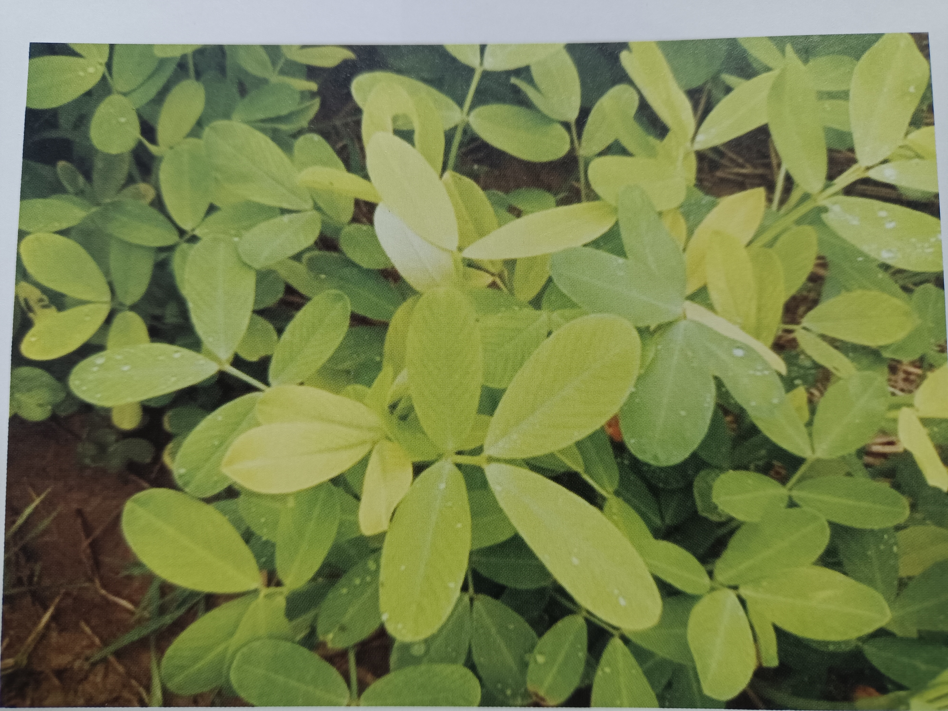 花生雨季缺素症状及补救