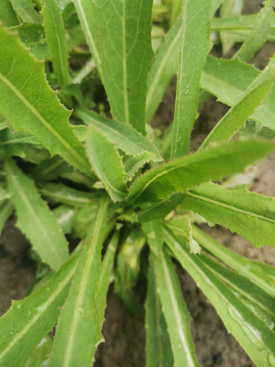 马齿苋,苋菜,马曲菜用水焯完后可以晒干储备冬天吃