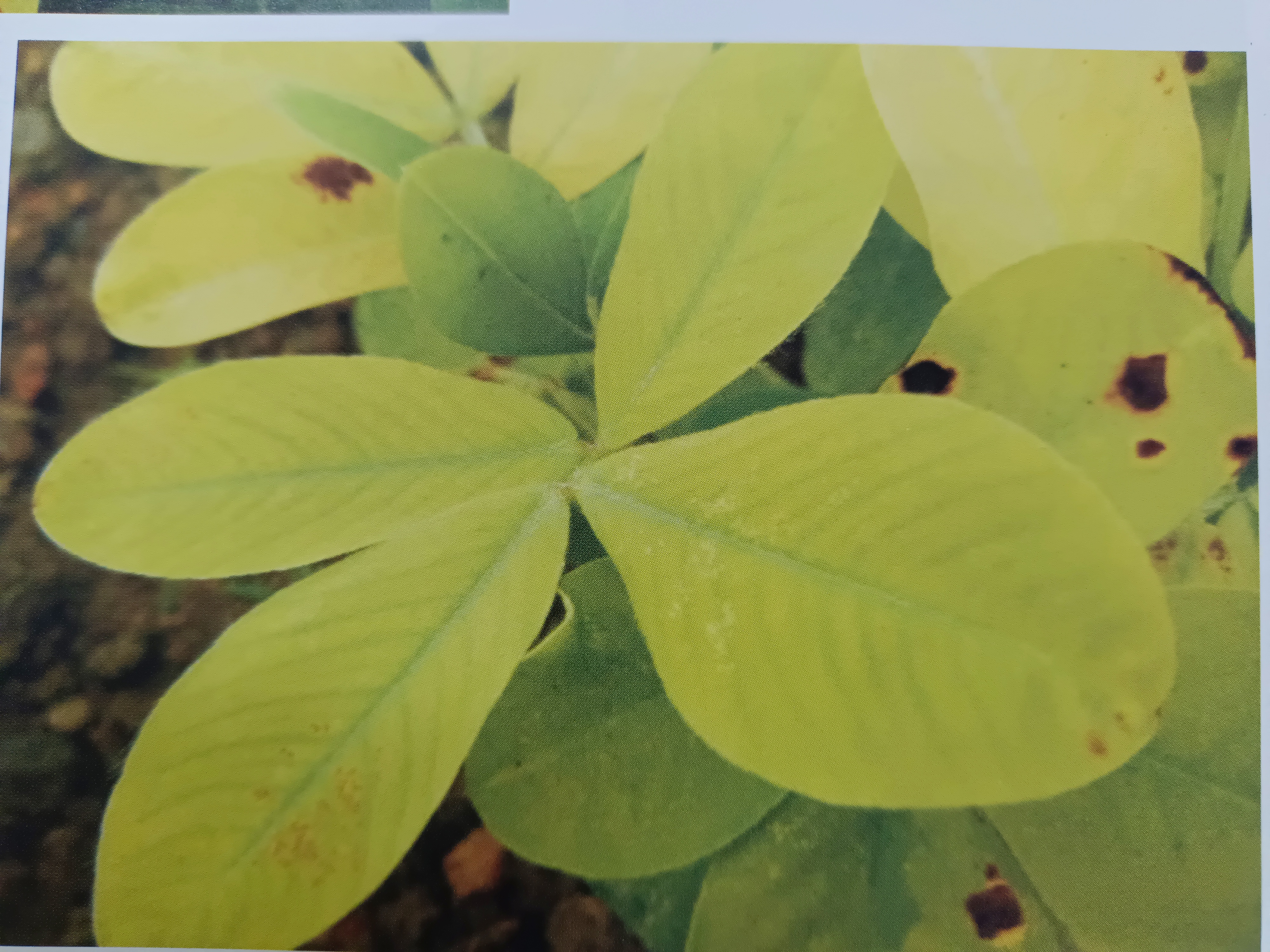 花生雨季缺素症状及补救