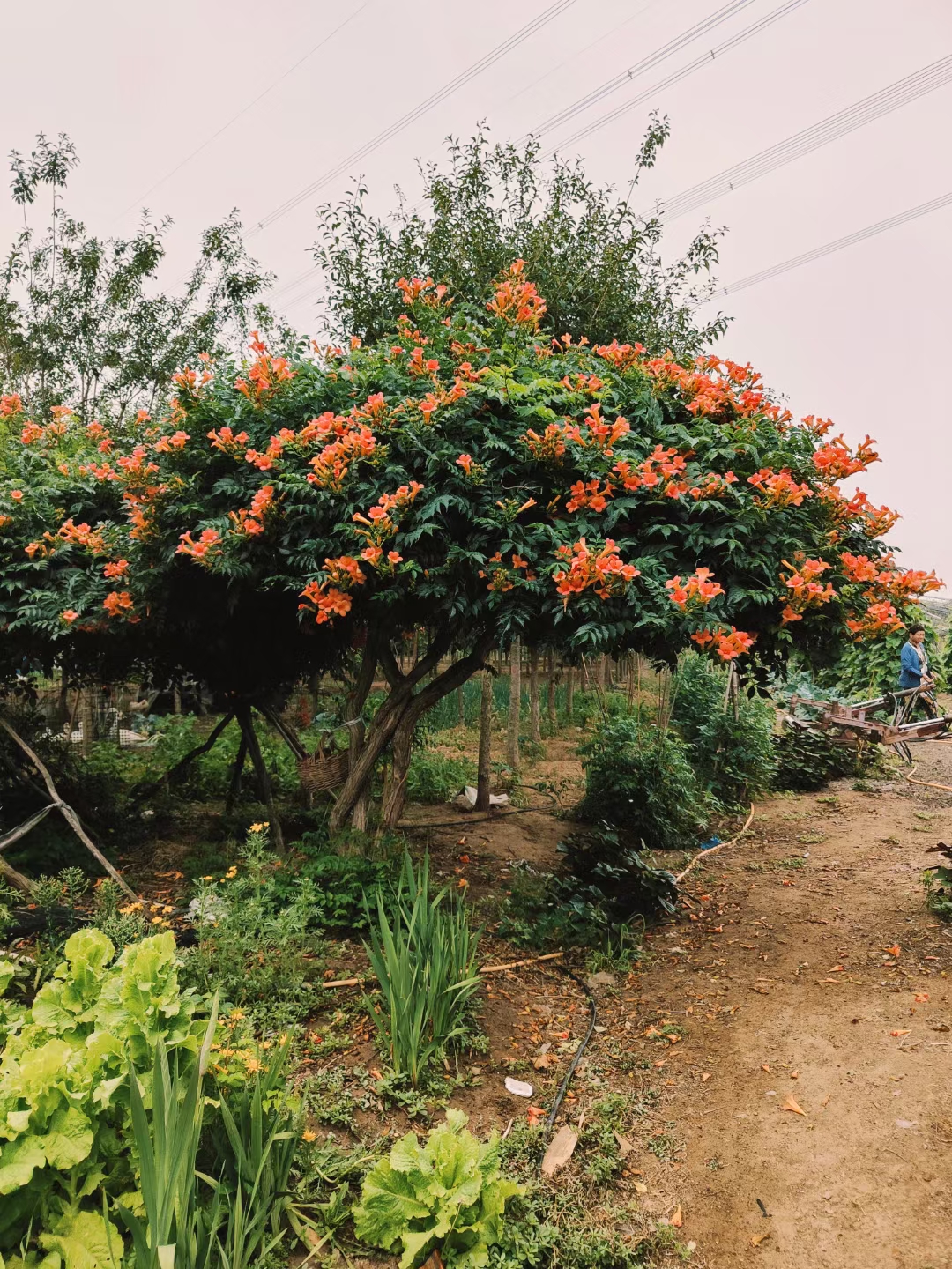 凌霄,又称为堕胎花,过路蜈蚣等,是紫葳科的一种落叶藤本植物