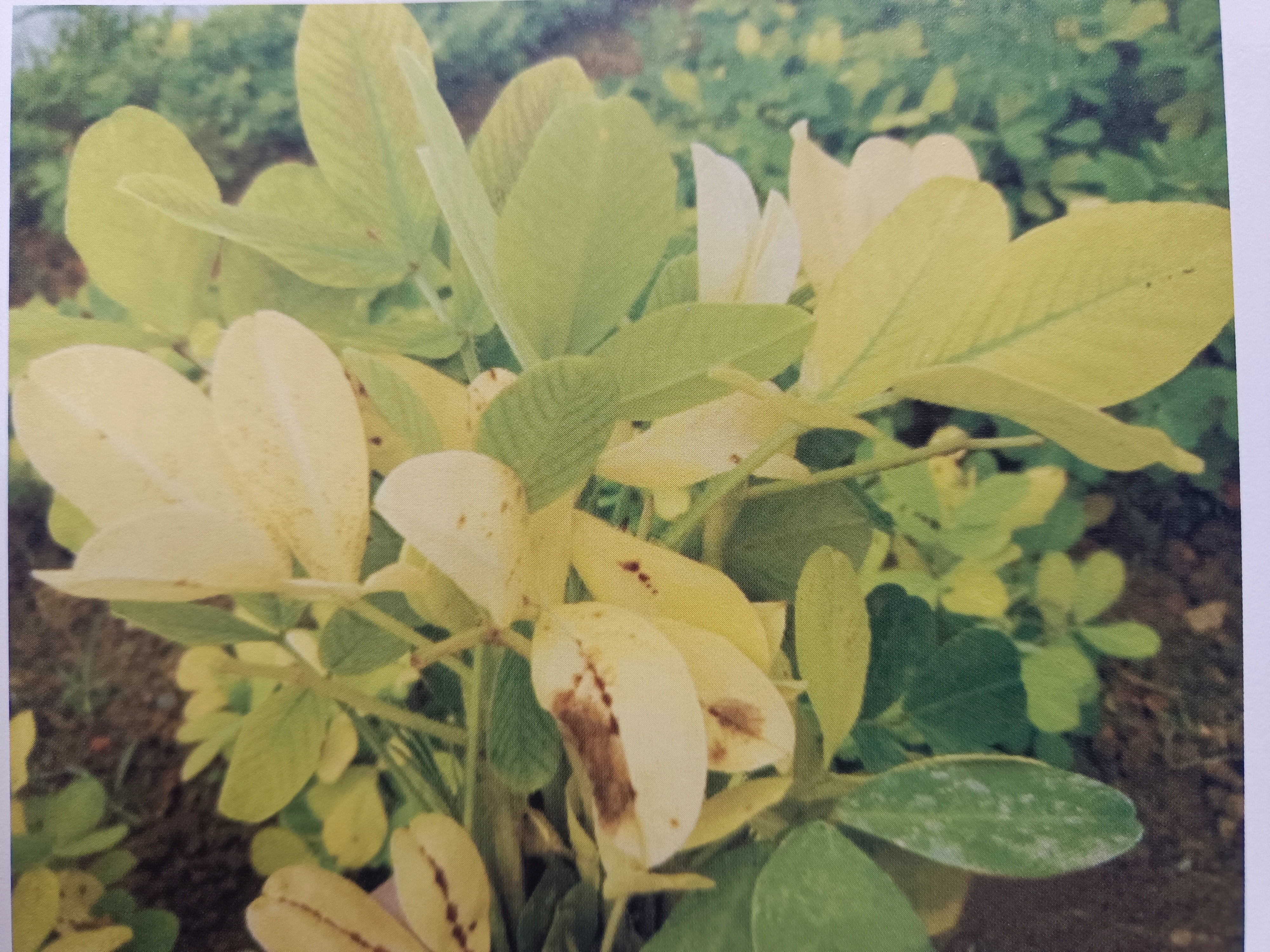 花生雨季缺素症状及补救