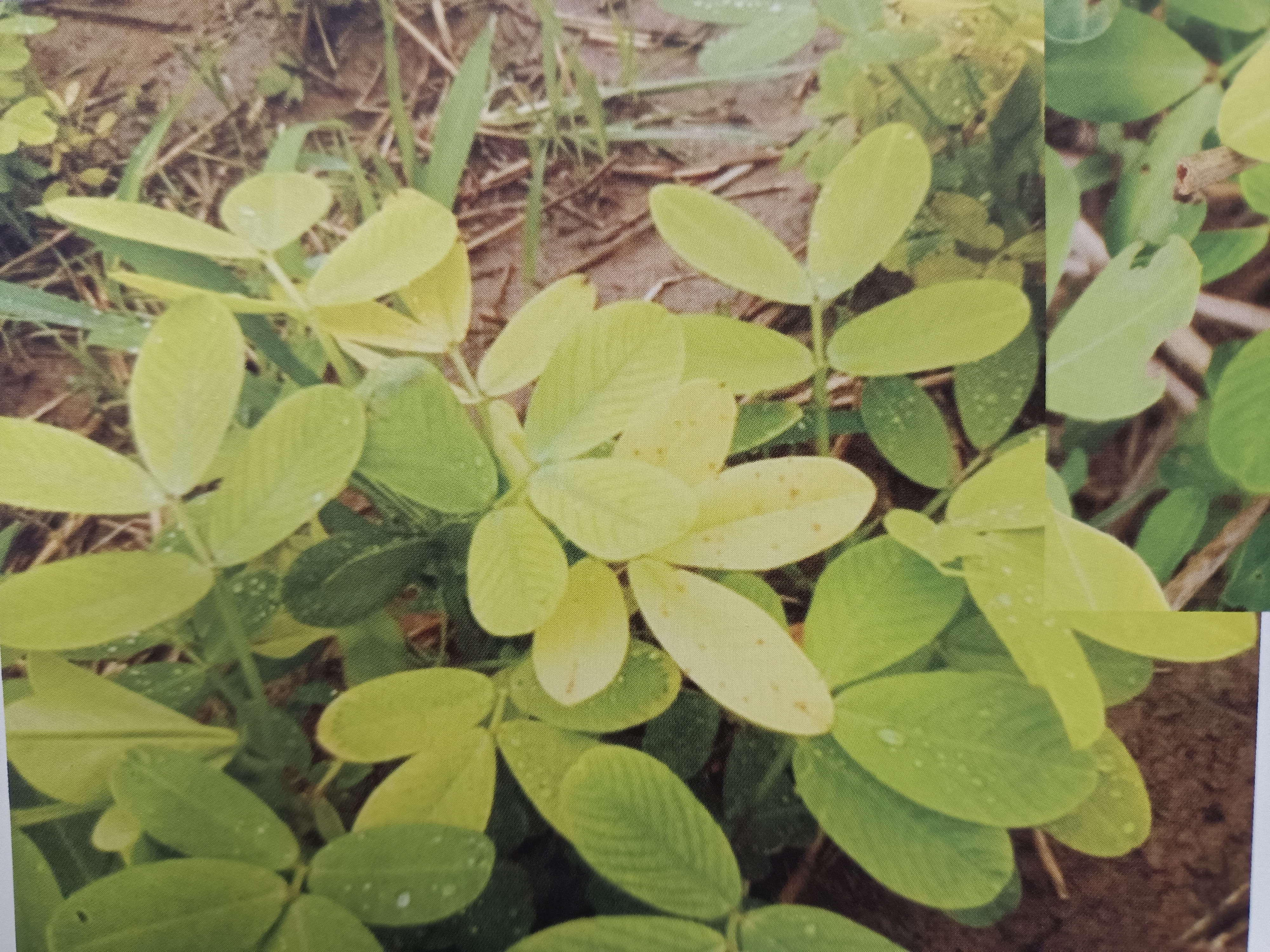 花生雨季缺素症状及补救