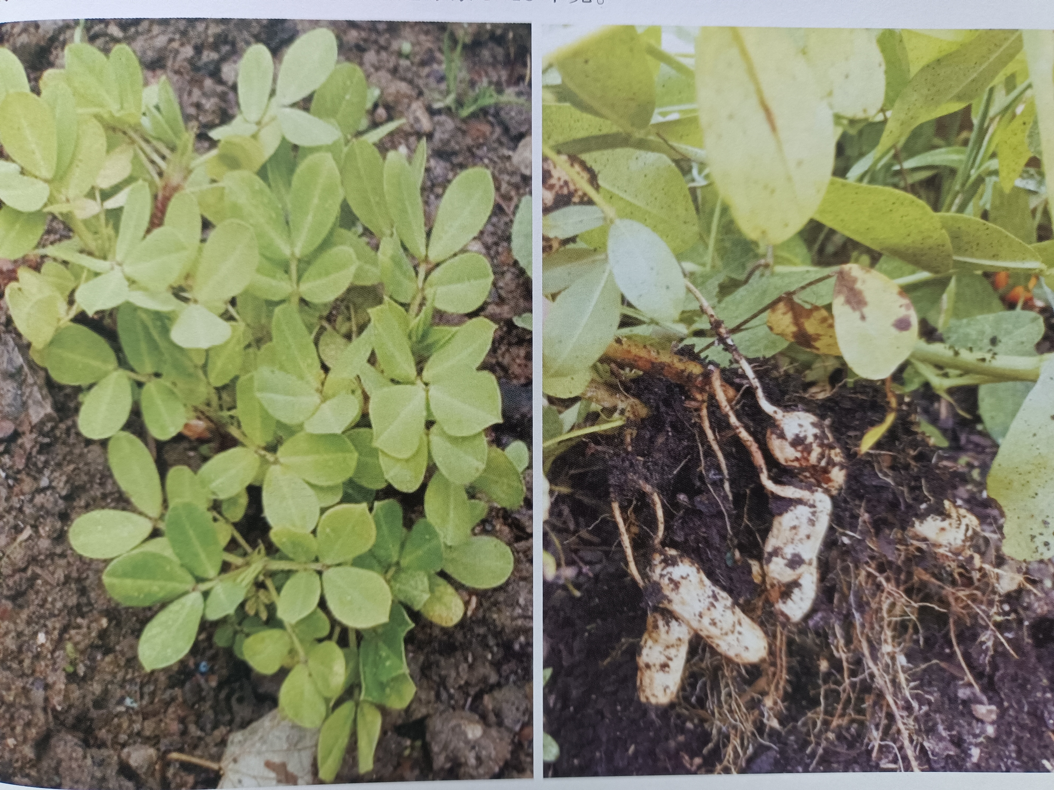 花生雨季缺素症状及补救