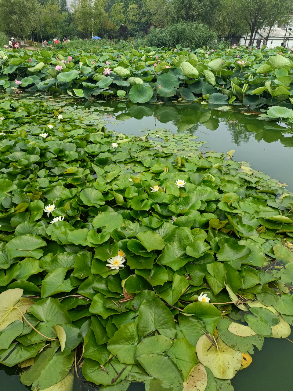 奶奶的湿地图片