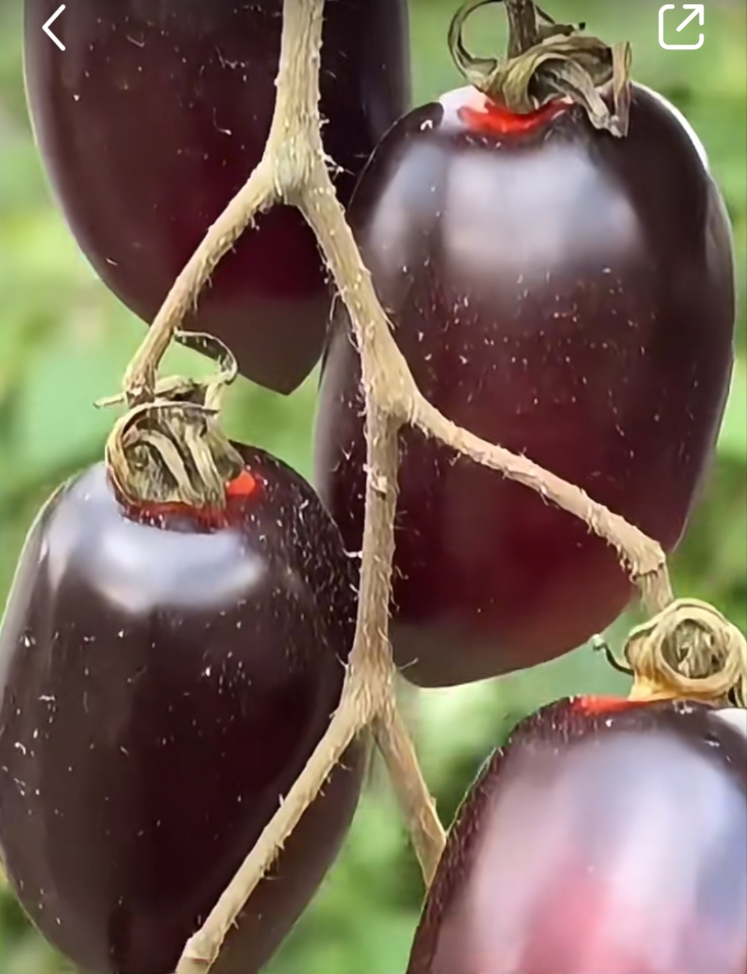 这个长的像水果的蔬菜,你看看它穿着紫色的旗袍,个个饱满的身姿,越看
