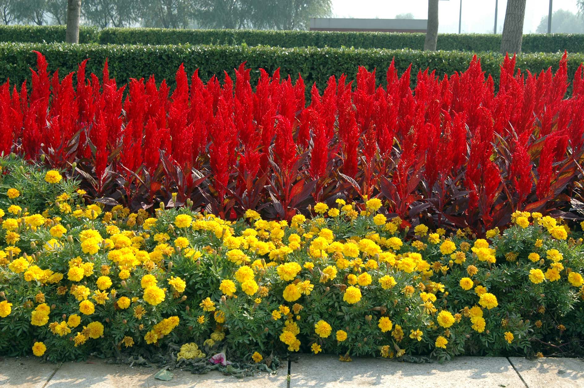 鸡冠花:色彩多样,鲜艳明快,花期长,是著名的露地草本花卉